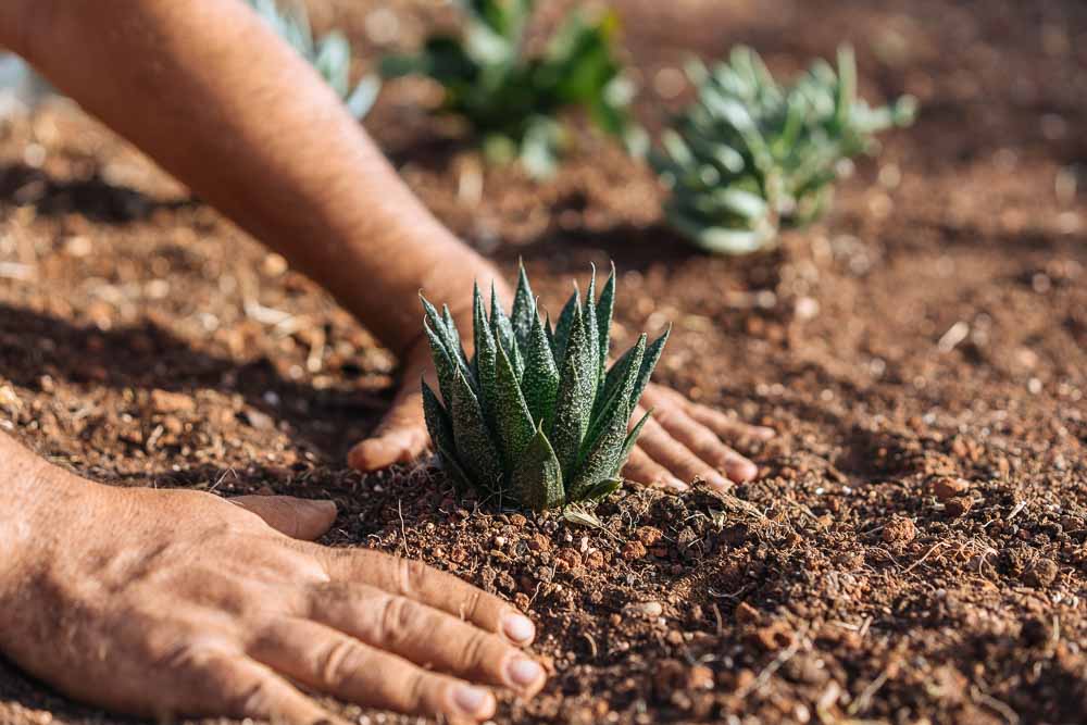 Φυτεύουμε στον Ακάλυπτο