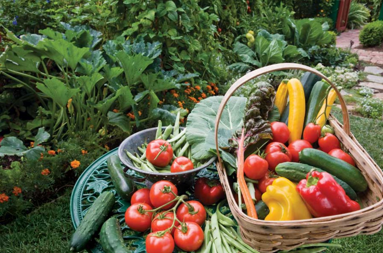 Κοινωνικός Κήπος