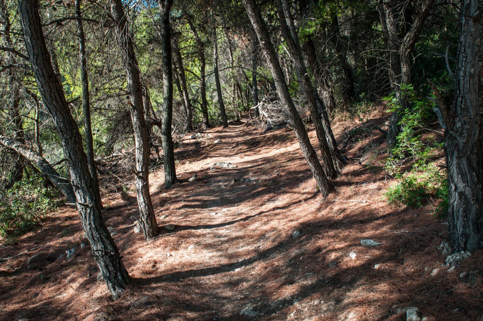 Δασική Προστασία Υμηττού